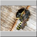 Ectemnius sp Paerchen 01a beim gemeinsamen verlassen der Roehre - flogen auch im Huckepack davon.jpg